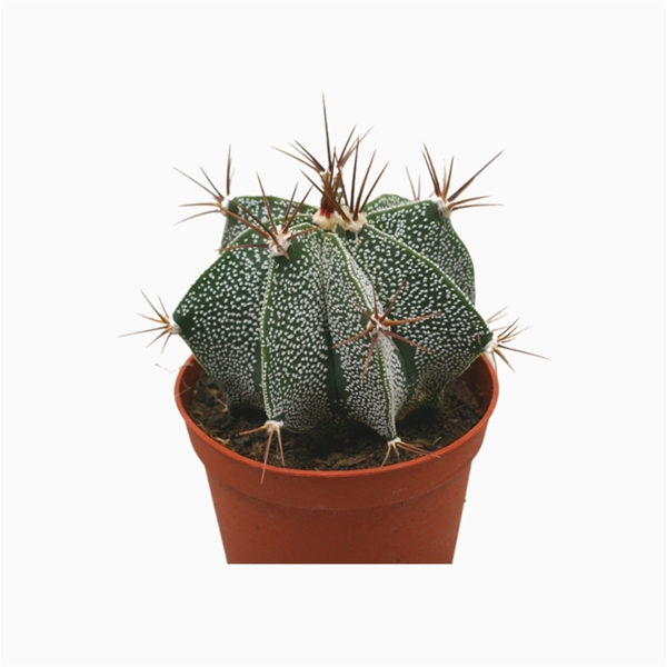Astrophytum Ornatum 