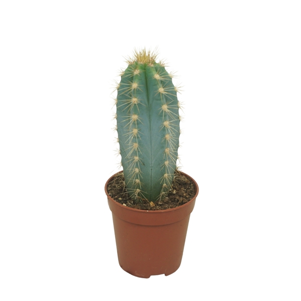 Pilosocereus Azureus