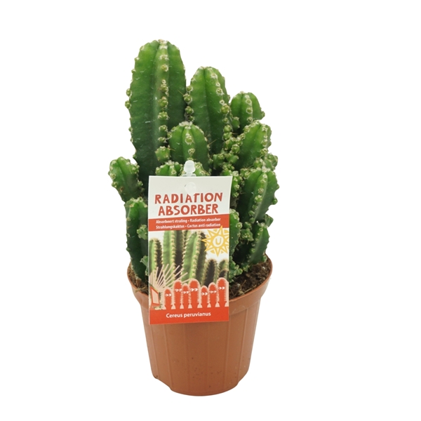 Cereus Peruvianus Florida Paolina