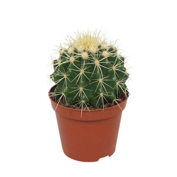 Echinocactus Grusonii