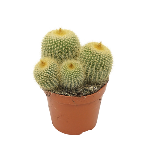 Eriocactus Leninghausii
