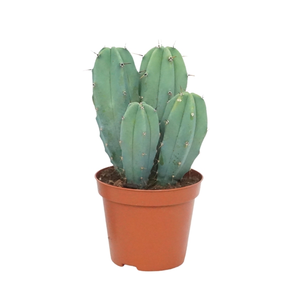 Myrtillocactus Geometrizans