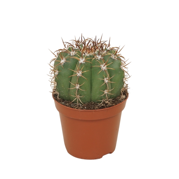 Melocactus Matanzanus