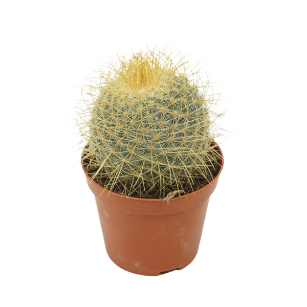 Mammillaria Pringlei 