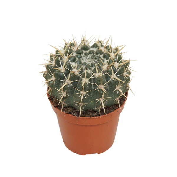 Notocactus Mammulosus