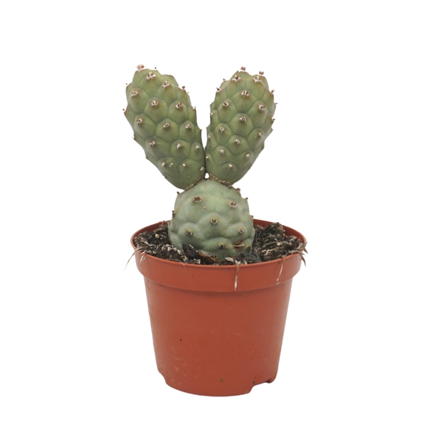 Tephrocactus Articulatus