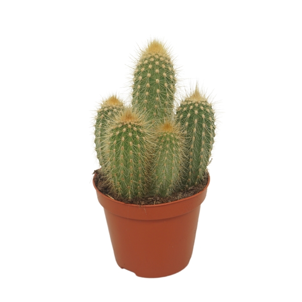 Vatricania Guentherii 