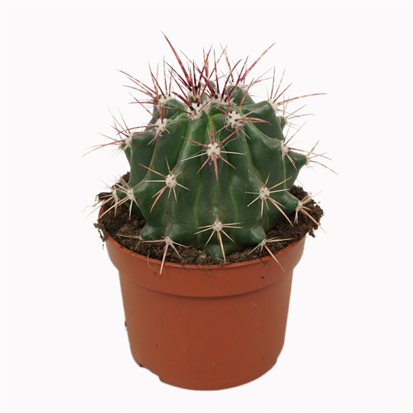 Ferocactus Stainesii 