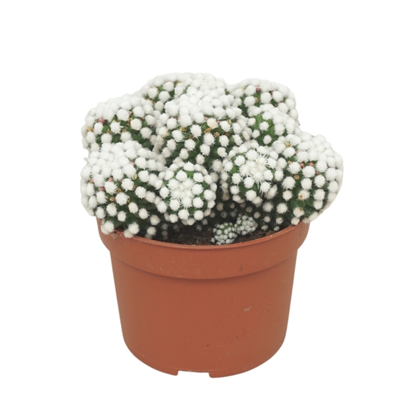 Mammillaria Gracilis Albata