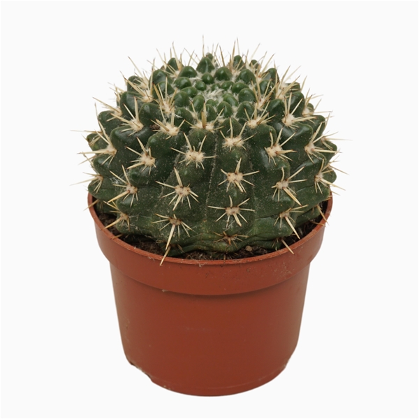 Notocactus Mammulosus
