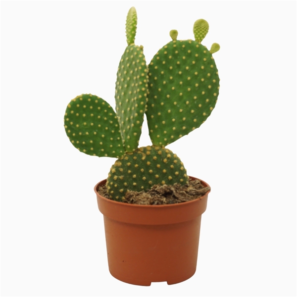Opuntia Microdasys