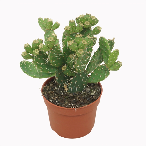 Opuntia Quitensis