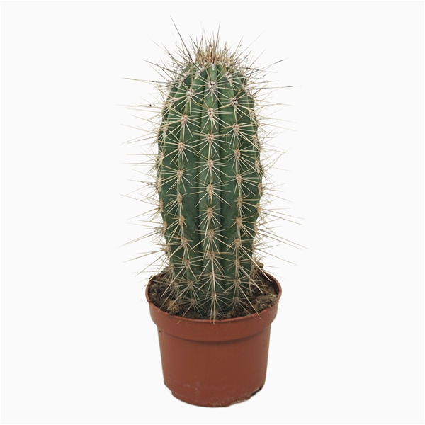 Pachycereus Pringlei