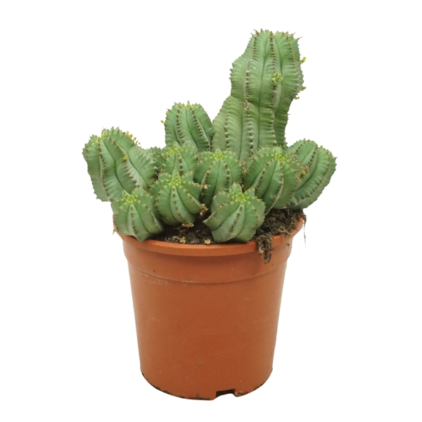 Euphorbia Fruticosa Inermis