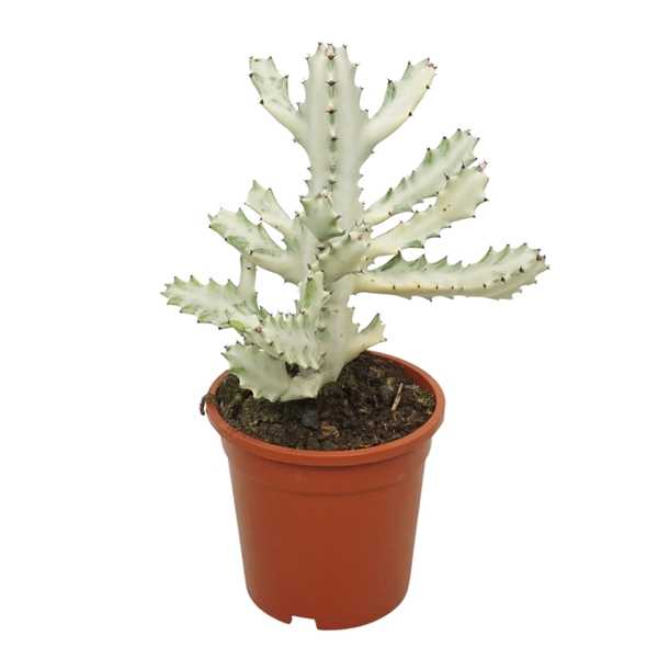 Euphorbia Lactea Variegata White Ghost