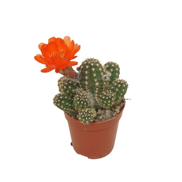 Chamaecereus Ubink Red