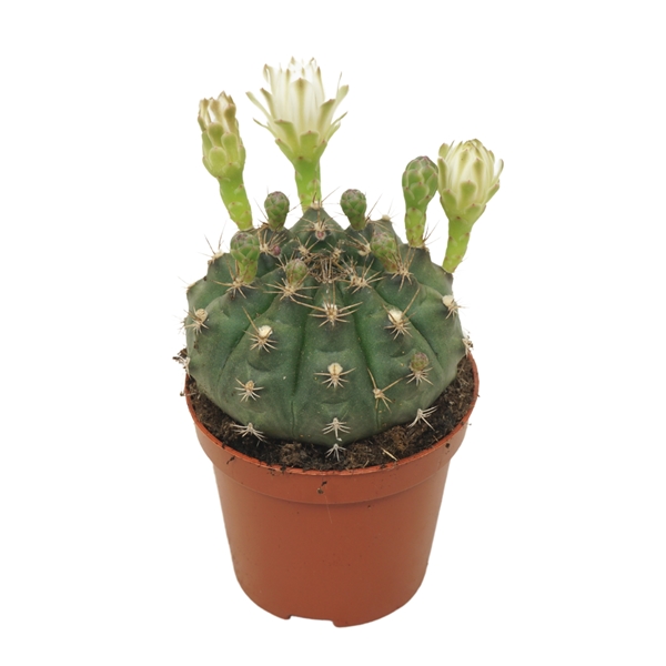 Gymnocalycium Damsii Bluhend