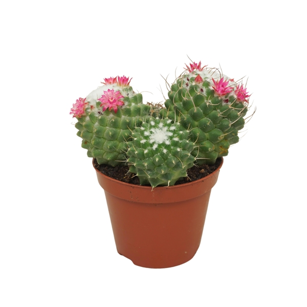 Mammillaria Toluca Bluhend