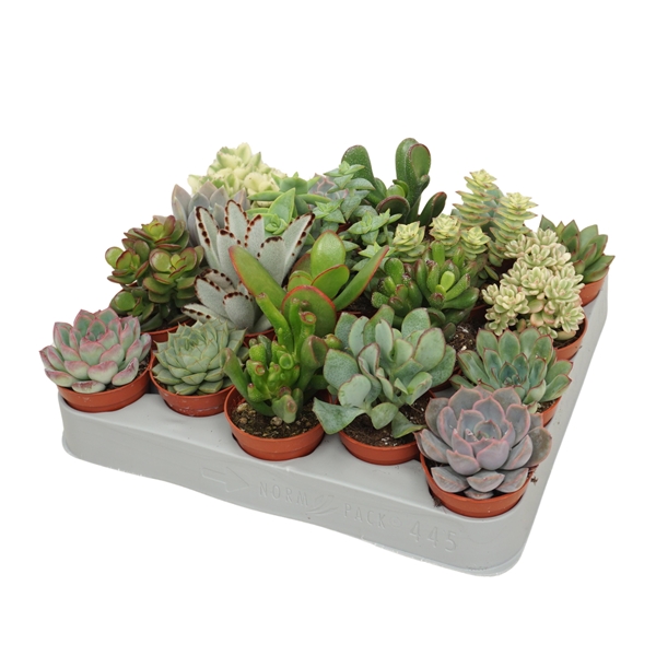 Succulenten Mix