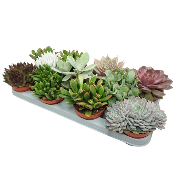Succulenten Mix