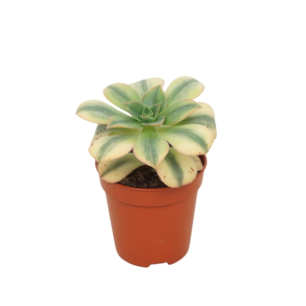 Aeonium kiwi