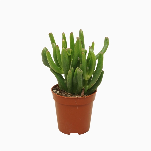 Crassula Gollum