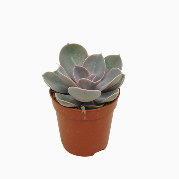 Echeveria Pearl Von Nurnberg
