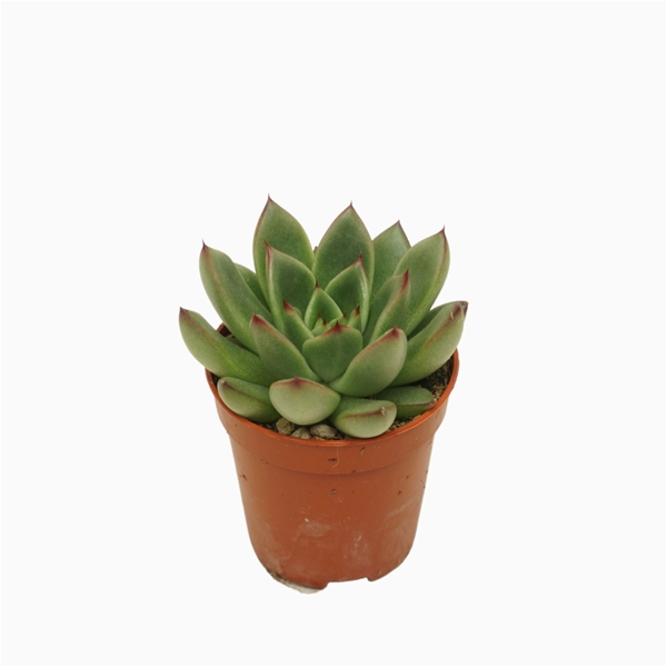 Echeveria Red Tips