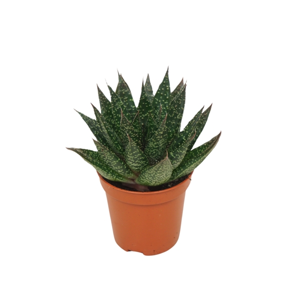 Gasteria d'ue