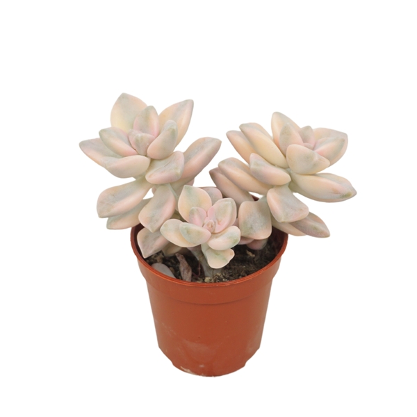 Graptoveria Titubans Variegata