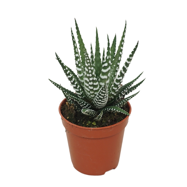 Haworthia Big Band