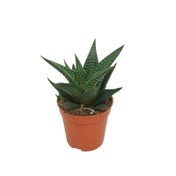 Haworthia Limifolia