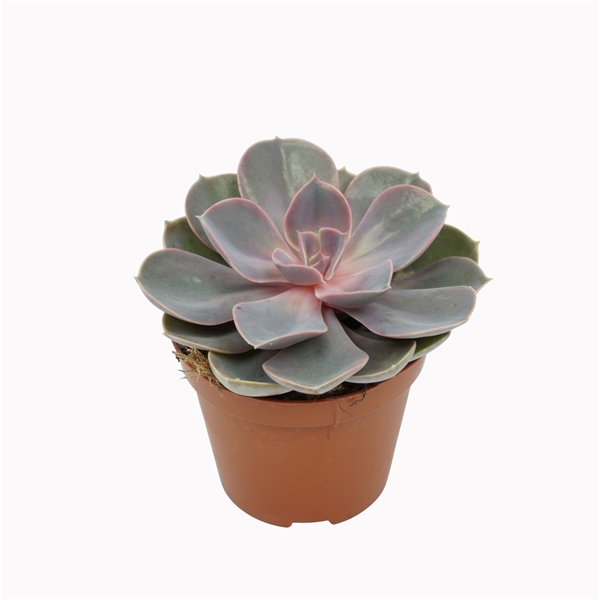 Echeveria Perle Von Nurnberg