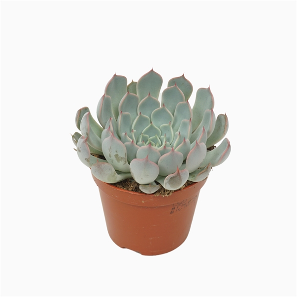 Echeveria Texensis Rosa
