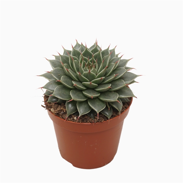 Graptopetalum Filiferum