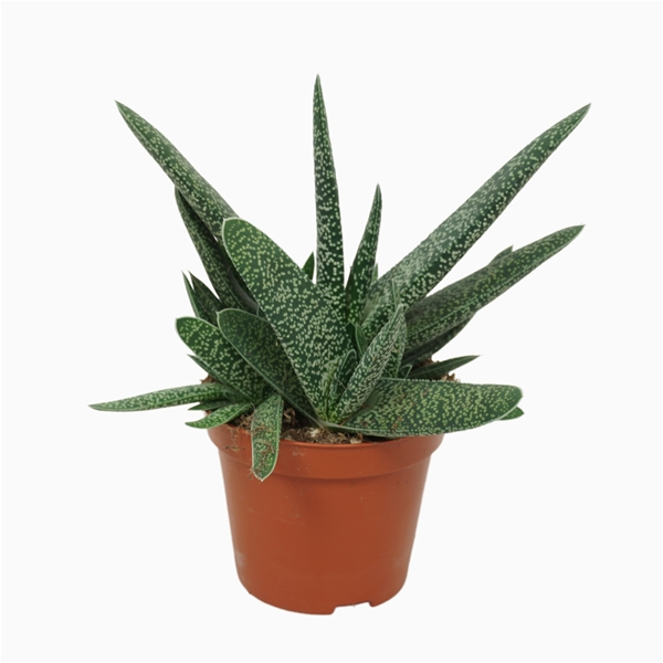 Gasteria Carinata Var. Verrucosa