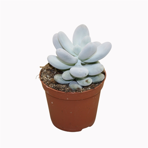 Pachyphytum