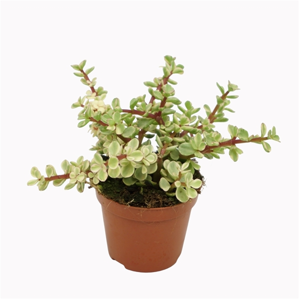 Portulacaria Afra Variegata