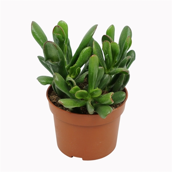 Crassula Horntree Tricolor