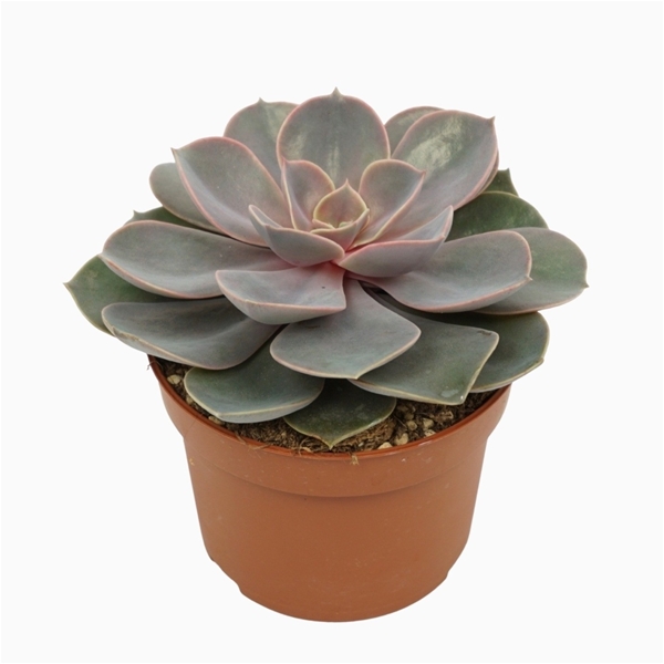 Echeveria Perle Von Nurnberg