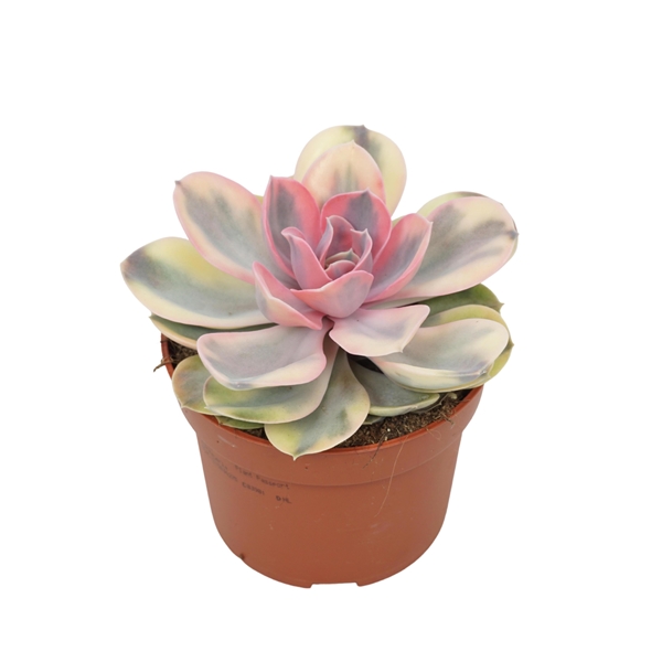 Echeveria Rainbow