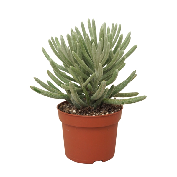 Senecio Scaposus 