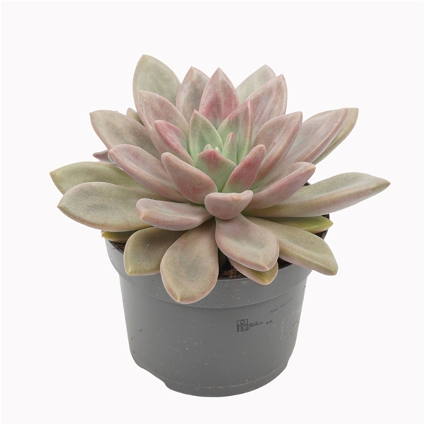 Pachyveria Rosy Crow
