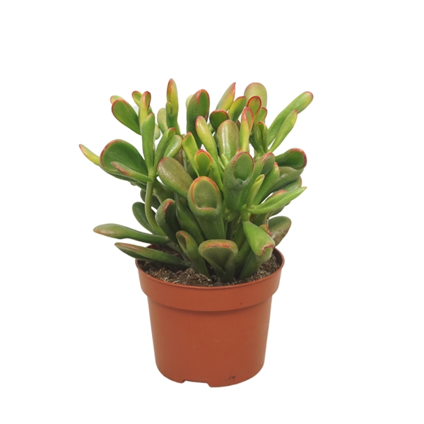 Crassula Horntree Tricolor