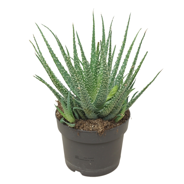 Aloë Humilis