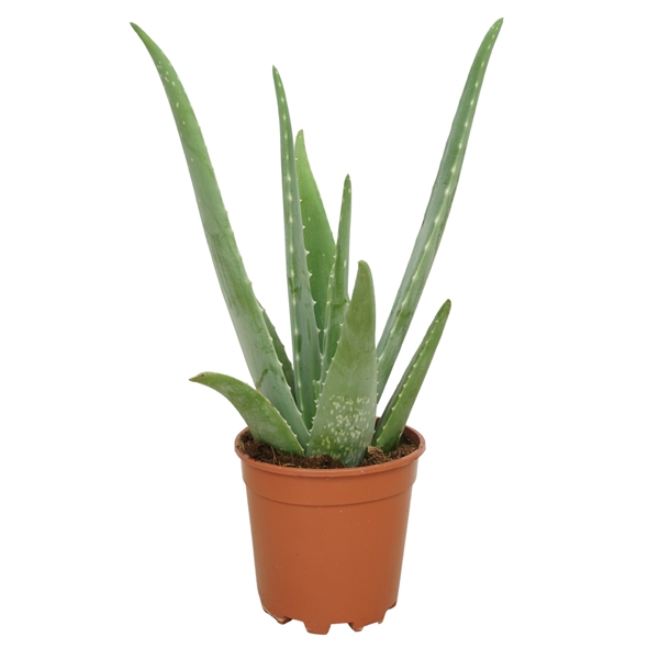 Aloë Vera