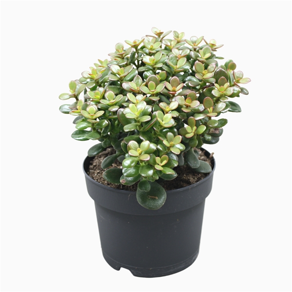 Crassula Minor