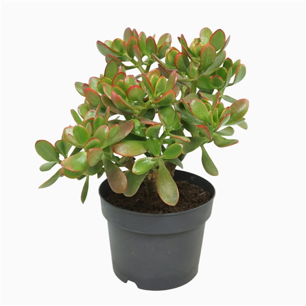 Crassula Sunset
