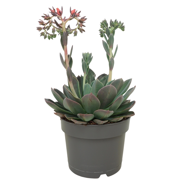 Echeveria Blue Prince