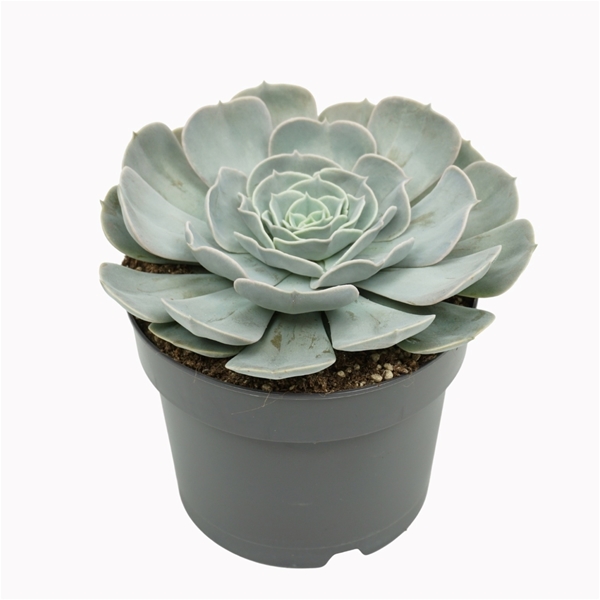 Echeveria Pollux